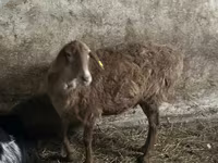 Oveja, Ovejas — foto 1