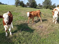 Cattle (batch, sex not specified), Simmental cattle — photo 4