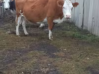 Kuh, Simmental cattle — Foto 3