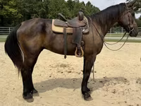 Caballo, Caballos — foto 5