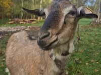 عنزة, Alpine goat — الصورة 2
