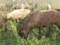 عنزة, الماعز — الصورة 4