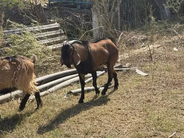 Коза, Альпийская коза