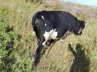 Bull, Russian Black pied cattle — photo 2