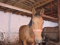 Horse (M), Manipuri pony — photo 5