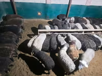 Carnero, Ovejas — foto 4