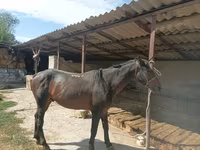 Horse (M), Karachay horse — photo 3