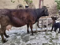 Vaca, Ganado vacuno — foto 6