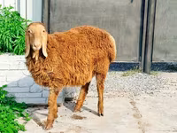 كبش, Hissar sheep — الصورة 1