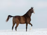 母马, Akhal-Teke — 照片 2