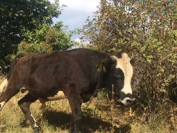 Toro, Hereford
