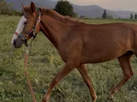 घोड़ा, Tiger horse — फ़ोटो 2