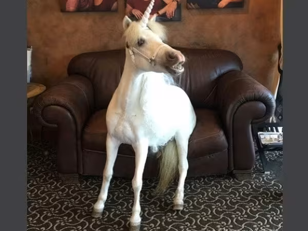Mare, Miniature horse