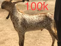 ماعز (دفعة، الجنس غير محدد), Najdi goat — الصورة 2