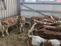 Cattle (batch, sex not specified), Simmental cattle — photo 3