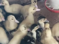 Ducks — photo 4