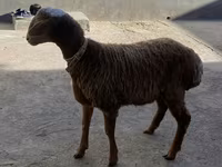 Ram, Arashan sheep — photo 2