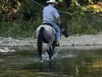 Caballo, Quarter Horse — foto 4