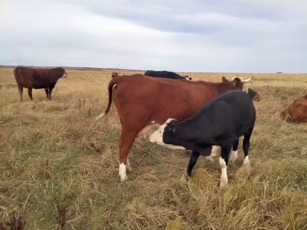 Vaca, Simmental cattle