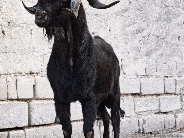 Billy Goat, Anatolian Black goats