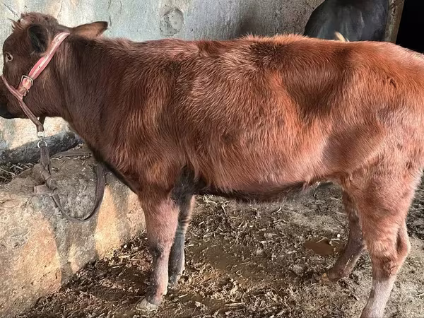 Овца, Бараны
