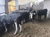 Bull, Karaku — photo 5