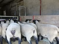 Schaf, White Suffolk sheep — Foto 2