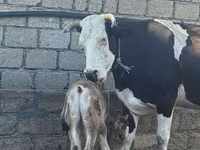 Vaca, Simmental cattle — foto 1