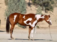 حصان, American paint horse — الصورة 3