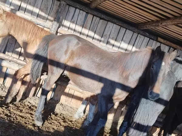 Caballo, Caballos