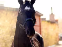 حصان, Thoroughbred horse — الصورة 1
