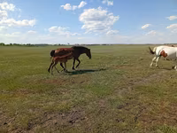 فرس, Kinsky horse — الصورة 2