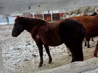 حصان, Kazakh horse — الصورة 2