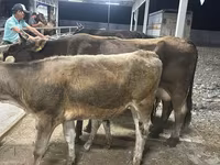 母牛, Ukrainian Brown Dairy Cattle — 照片 3