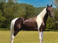 Horse (M), Tennessee Walking Horse — photo 3
