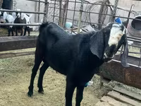 Billy Goat, Nubian Goat — photo 4