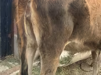गाय, भूरा लातवियाई — फ़ोटो 3