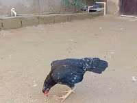 ओल्ड इंग्लिश गेम — फ़ोटो 5
