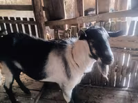 تيس, Alpine goat — الصورة 2