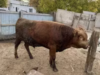 Bull, Cattle — photo 2