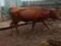 Kuh, Rinder — Foto 6