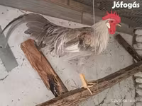 डेनिश हेन — फ़ोटो 1