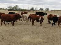 Vaca, Swiss cattle — foto 1