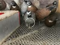 Guinea fowl — photo 1