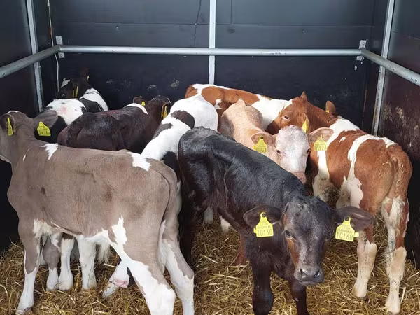 सांड, Simmental cattle