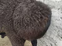 كبش, Hissar sheep — الصورة 2