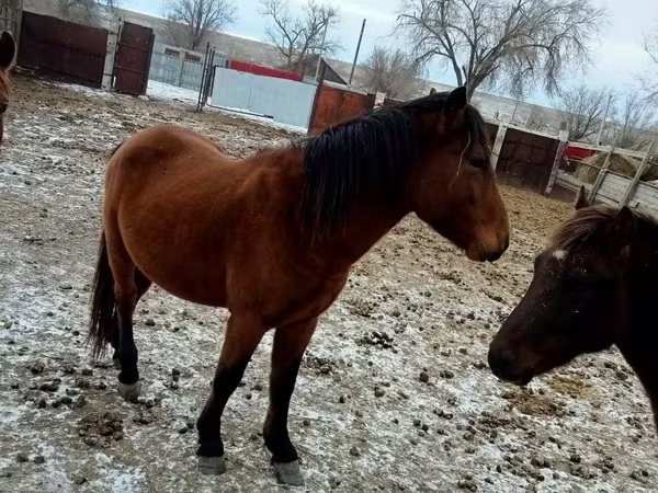 حصان, Kazakh horse