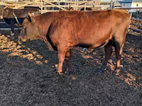 Toro, Vaca kazaja de cabeza blanca — foto 4