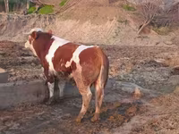 ثور, Simmental cattle — الصورة 1