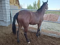 Stute, Kazakh horse — Foto 5